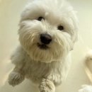 엄마표 수제간식 만들기 | 강아지 수제간식 만들기 : 꼬똥 만수 엄마의 코리아펫아카데미 참관 후기