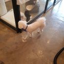 까르르멍멍 이미지