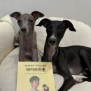 나은필병원 | 마이브라운 펫보험 병원가자 용기있게 다이렉트 가입 후기 장점
