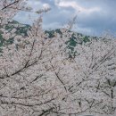 화개중학교 | 하동 십리벚꽃길 후기와 실시간 CCTV 보는법(화개장터 벚꽃축제, 주차장)
