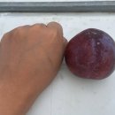 대석농장 이미지