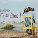 고양이 기숙사 이미지