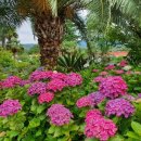 그린 팜파스 이미지