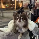 웰니스 펫뷰티 이미지