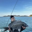 운곡호스릴-5 | 여수 금오도 매봉산, 돌돔·감성돔이 쏟아지는 날… 이 맛 알면 다시 일상 못 돌아간다 ⚓️