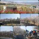 밀양 삼랑진 맛집, 벚꽃 구경 후 콰이강의 다리 향어 마을 추천!
