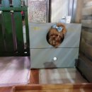 나래애견미용 이미지