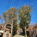 전에 민속주 이미지