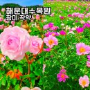 내가 만든 향기로운 정원, 보타닉 가든 | 해운대수목원 장미 작약 실시간 개화 5월 부산 꽃구경 가볼만한곳 2025