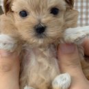 베베-멍 이미지