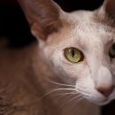 오리엔탈 이미지