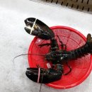 킹콩수산 이미지