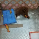 유펫 일산점 이미지