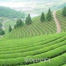 분홍봄