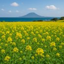 2박 3일 제주 자유여행 후기, 봄 제주의 바람을 따라
