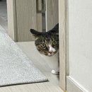 맥시멈PC | 맥시멈리스트의 오밀조밀 타이틀 맨들기ദ്ദി◍•ᴗ•◍)