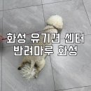 마루농장 | 화성 유기견 보호센터 반려마루 화성 귀여운 강아지와 함께하는 봉사활동