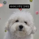 마이티그루밍 이미지