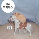 가자 이미지