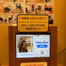 고양이별 작은아이 | 수원 영통역 고양이카페 고양이별 작은아이 후기