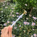 센트레스트 이미지