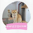 문흥초등학교 | 광주고양이카페 비비냥고양이카페 전대후문 실내놀거리