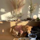 다니워리 이미지