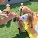 모모댕댕 이미지