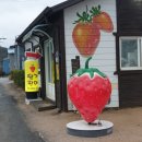 [경주 천북] 반석딸기농장 🍓 /방문후기/딸기 추천 👍