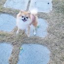 경주통나무펜션