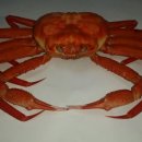 영덕대게 네이버블로그