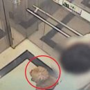 힙독 애견카페 이미지