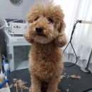 펫살롱케이 이미지