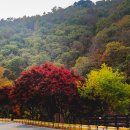 피아골단풍민박 이미지