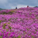 산사모산악회 제53차 제암산 철쭉산행 신청 안내 이미지