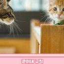 쿤이네집 이미지