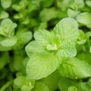 귀여운 애플민트 우리딸 키만큼 컸어요 이미지