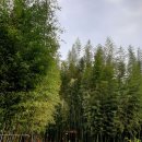 대숲여행 이미지