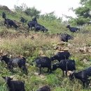 약초흑염소농장 이미지