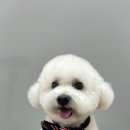 버블펫 이미지