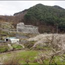 3.24.구례 산수유 꽃구경 이미지