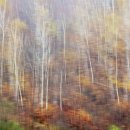 자작나무 이미지