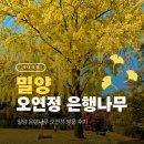 (주) 암새들 | [공지] 밀양 가을 여행 은행나무 명소 오연정 방문 후기 (11월 20일)