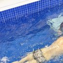 제이디종합관리 | 용인 수원 수영강습"수영 초보자들의 성지"수영PT 전문 수영장