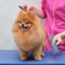 애니테티카 이미지