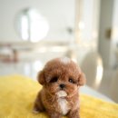 퍼피데일리 이미지