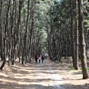 안면도발리 이미지