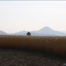 순천만의 추억 이미지