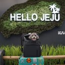 [리뷰] 강아지랑 비행기 타고 제주 다녀옴! 인사이드독 백팩 5년 사용 후기
