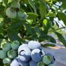 하랑농장 이미지